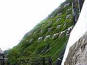 法面緑化-2