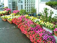 本社玄関：種から育てた花々